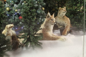 Išpranašavo, kokia bus žiema ir kokių orų tikėtis per Kalėdas