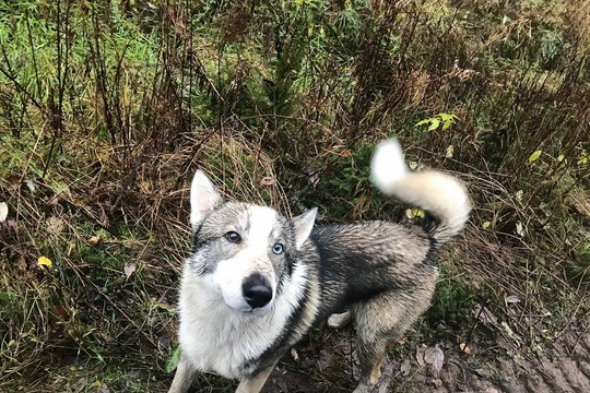 4 dienas trukusi paieška baigėsi sėkmingai: pasieniečiai Rifą sugrąžino namo