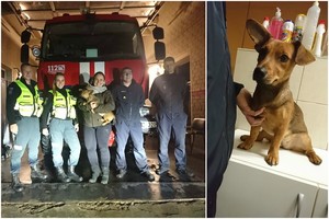 Niekšo į nuotekų kanalą išmestą kalytę išgelbėjo geros širdies pareigūnai