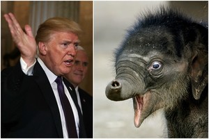 Krauju aptaškytas Donaldo Trumpo smūgis: palaimino Afrikos dramblių skerdynes