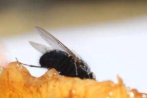 Ragina saugotis: klaipėdietė kelionėje pasigavo mirtinai pavojingą ligą