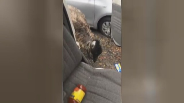 Gyvūnas sugalvojo pasilinksminti automobilyje 