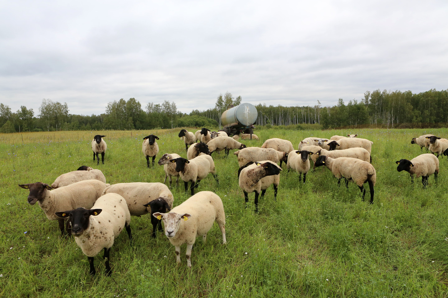 Suvalkijoje vilkai avis pjauna ne tiktai ganyklose, bet ir tvartuose. Ūkininkas J.Kurtinaitis neteko net 31 avies.<br>M.Patašiaus nuotr.