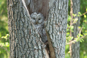 Pasaulinėje „Sengirės“ premjeroje – išgąsčio šūksniai ir susižavėjimo atodūsiai