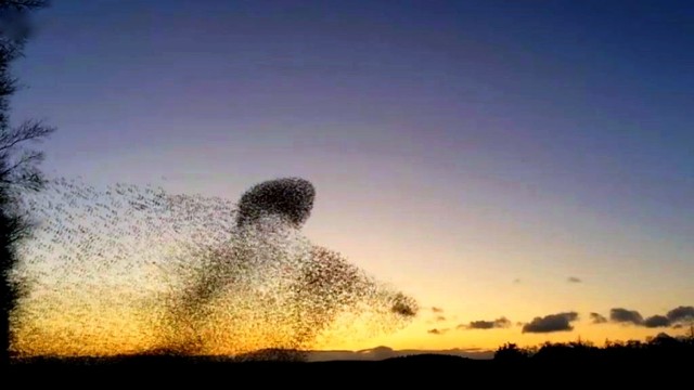 Dangaus stebėtojai užfiksavo kvapą gniaužiantį migruojančių paukščių reginį