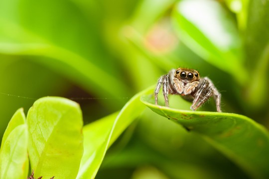 Sudaužė mitą, kiek iš tiesų vorų netyčia suvalgome miegodami