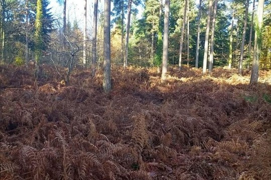 Užduotis ne iš lengvųjų: ar sugebėsite įžiūrėti šunį?