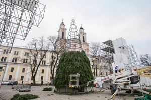 Kaune ryškėja Kalėdų eglės kontūrai