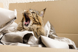 Katė įlindo į dėžę ir užmigo. Tokios baigties ji nesitikėjo