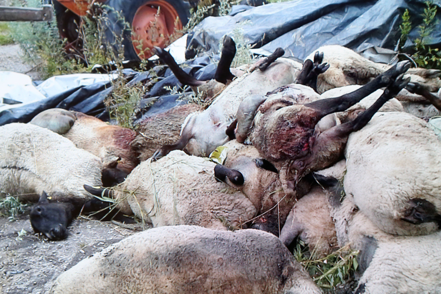 Suvalkijoje vilkai avis pjauna ne tiktai ganyklose, bet ir tvartuose. Ūkininkas J.Kurtinaitis neteko net 31 avies.
