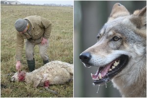 Košmaras Marijampolės rajone: kaime – kruvinos skerdynės
