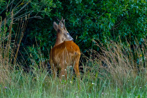Telšių rajone į stirną taikęsis vyras pataikė į kitą medžiotoją