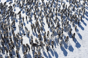 Kraupus susidūrimas Norvegijoje: po traukino ratais žuvo 106 šiauriniai elniai