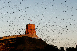 Perspėjo apie pavojų: gali griūti Gedimino kalno takas ir gynybinė siena