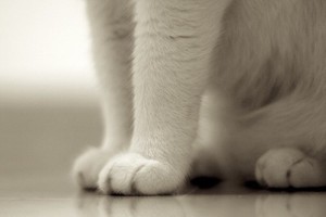 Turbūt mieliausias šiandienos vaizdelis: kačių letenėlių nuotraukos