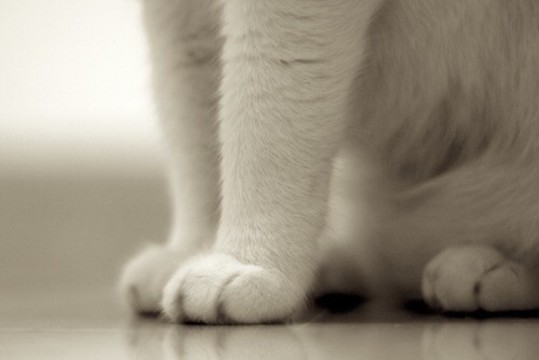 Turbūt mieliausias šiandienos vaizdelis: kačių letenėlių nuotraukos