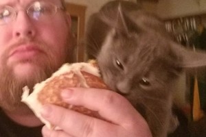 Juokas iki ašarų: įžūlaus katino reakcija į valgantį šeimininką