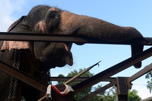 Dramblio patelę išnaudojęs vyras – negyvas: rado užkastą po lapais