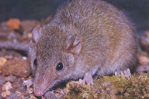 Kodėl šie maži gyvūnėliai poruojasi iki tol, kol nusibaigia?