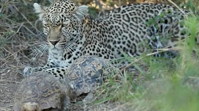 Vėžliai sutrukdė leopardo medžioklę dėl kuriozinės priežasties