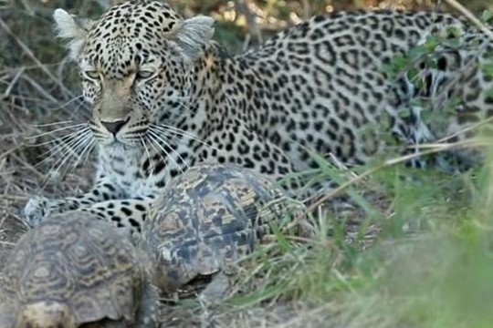 Vėžliai sutrukdė leopardo medžioklę dėl kuriozinės priežasties