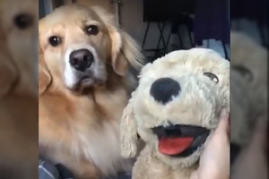 Šeimininkė paglostė žaislą. Štai ką darė jos šuo