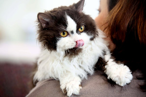 Tyrimas atskleidė, kaip gyvena Lietuvos katės