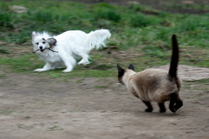 Mokslininkai išsiaiškino, kas protingesni – katės ar šunys