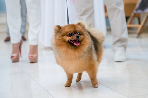 Veterinarės perspėjimas gyvūnų šeimininkams – dėl vitaminų trūkumo