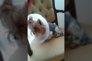 Kirpykloje padailintą kalytę kaunietei teko atiduoti į veterinarų rankas