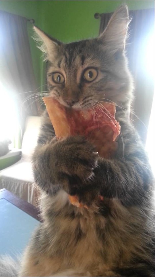  Katės yra puikūs maisto vagys.<br> imgur.com nuotr.