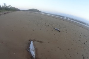 Kraupus radinys atokiame paplūdimyje užminė mįslę