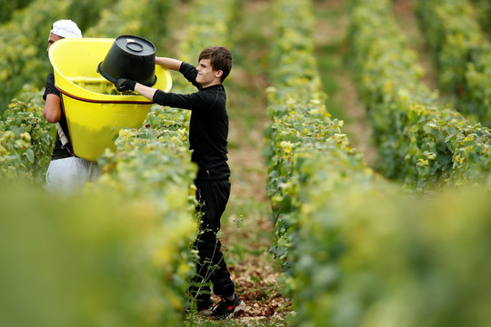 Anglijos vaisių augintojai dejuoja: be emigrantų šalis badaus