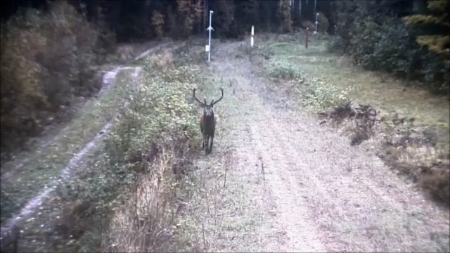 Rudolfas ateina į Lietuvą: pasieniečius prajuokino išdidus elnias