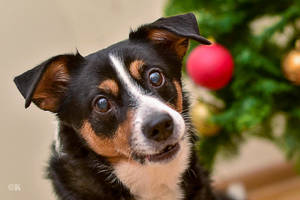 Gyva dovana per Kalėdas po švenčių tampa nepageidaujama atlieka