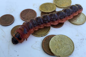 Seimas įtvirtino naują rodiklį – kiek mums minimaliai reikia pinigų