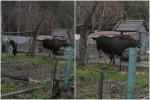 Klaipėdiečius nustebino briedžių poelgis sode