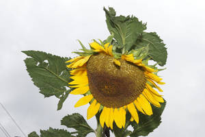 Lietuvos bankas dar vienai kredito unijai suteikė galimybę tapti banku