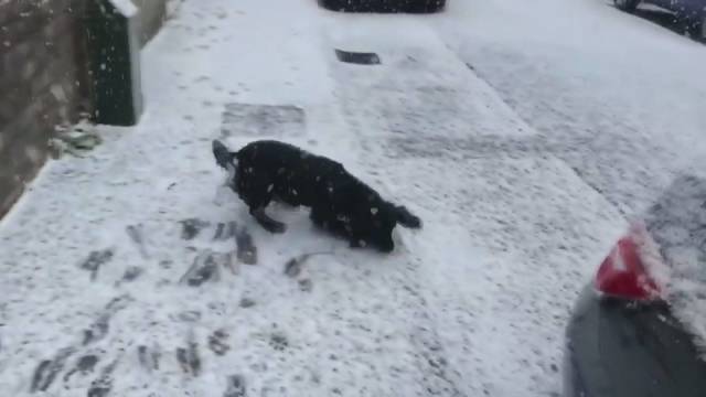 Žmonių širdis tirpdantis vaizdas – šunelis pirmą kartą pamatė sniegą