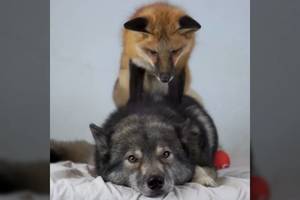 Haskis nusprendė pasnausti, bet lapė turėjo kitų planų