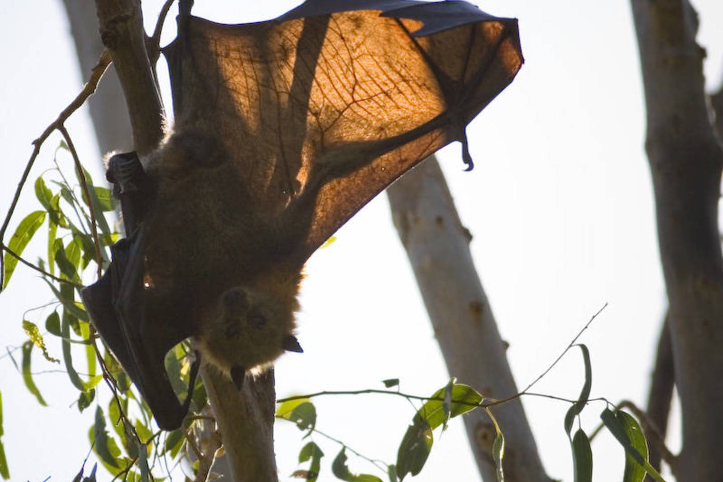  Šikšnosparnius į regioną pritraukė natūraliai pasireiškianti eukaliptų gausa.<br> Wikipedia nuotr.