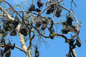 200 tūkst. šikšnosparnių terorizuoja miestelio žmones: negali net išeiti iš namų