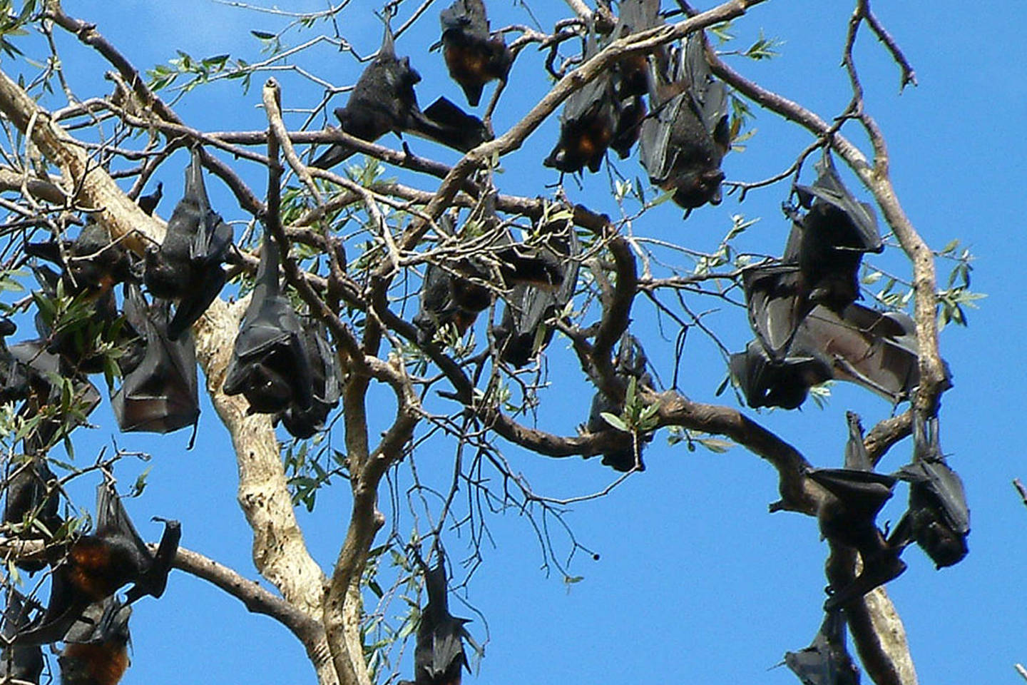  Šikšnosparnius į regioną pritraukė natūraliai pasireiškianti eukaliptų gausa.<br> Wikipedia nuotr.