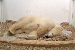 Berlyno zoologijos sode – neramios dienos dėl baltojo lokio jauniklio