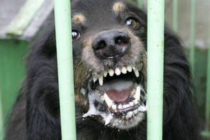 Kauno rajone šuo įkando nepilnametei 