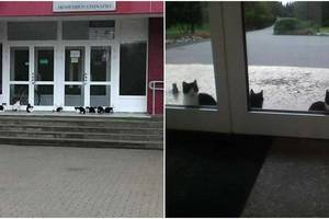 Prie gimnazijos gyvenančios katės ėda viena kitą?