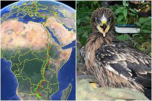 Lietuvos vardą Afrikoje garsina sparnuoti ambasadoriai – trys ereliai rėksniai