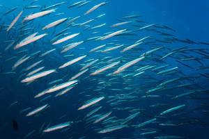 Mokslininkai aptiko ir ištyrė paslaptingą Žemės gausmą