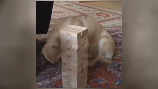Nematė nieko panašaus: šuo pamėgo medinių kaladėlių žaidimą