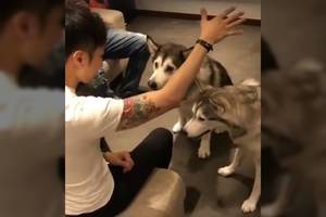 Pamatę haskių reakciją į magiją sunkiai tramdysite juoką